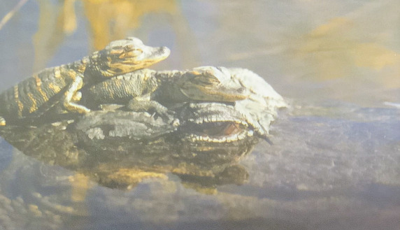 infants alligators