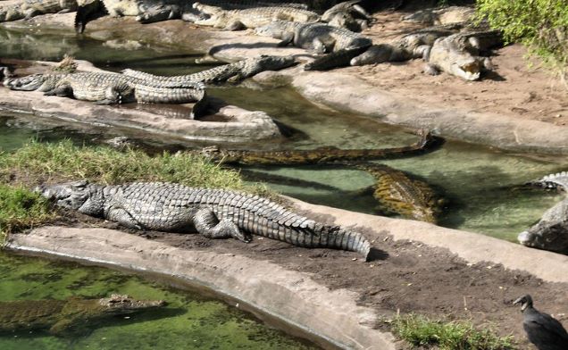 Nile Crocodile (Crocodylus niloticus) Kilimanjaro Safari attraction at Disney's Animal Kingdom at Walt Disney World.